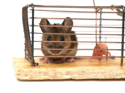 live mouse trap