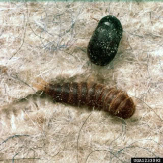 carpet beetle