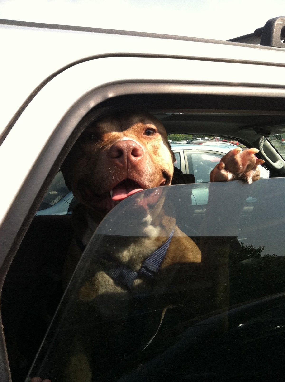 What’s a dog gotta do to get a number three combo with liv-a-snaps anna’ orange soda ‘round here?