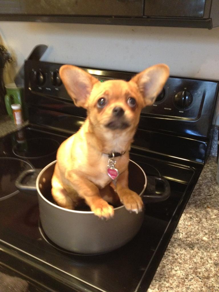 Just because I can't fit in a teacup doesn't give you the right to call me fat!