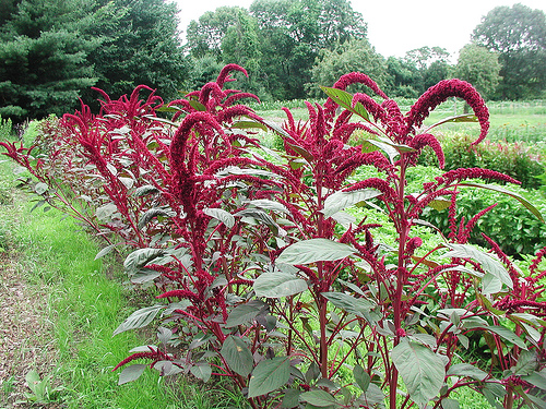 Amaranth. Photo: photofarmer/flickr Amaranth. Photo: photofarmer/flickr