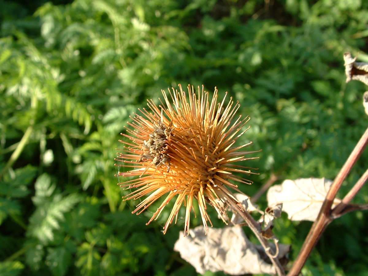Burdock. Photo: nosheep/stock.xchng Burdock. Photo: nosheep/stock.xchng