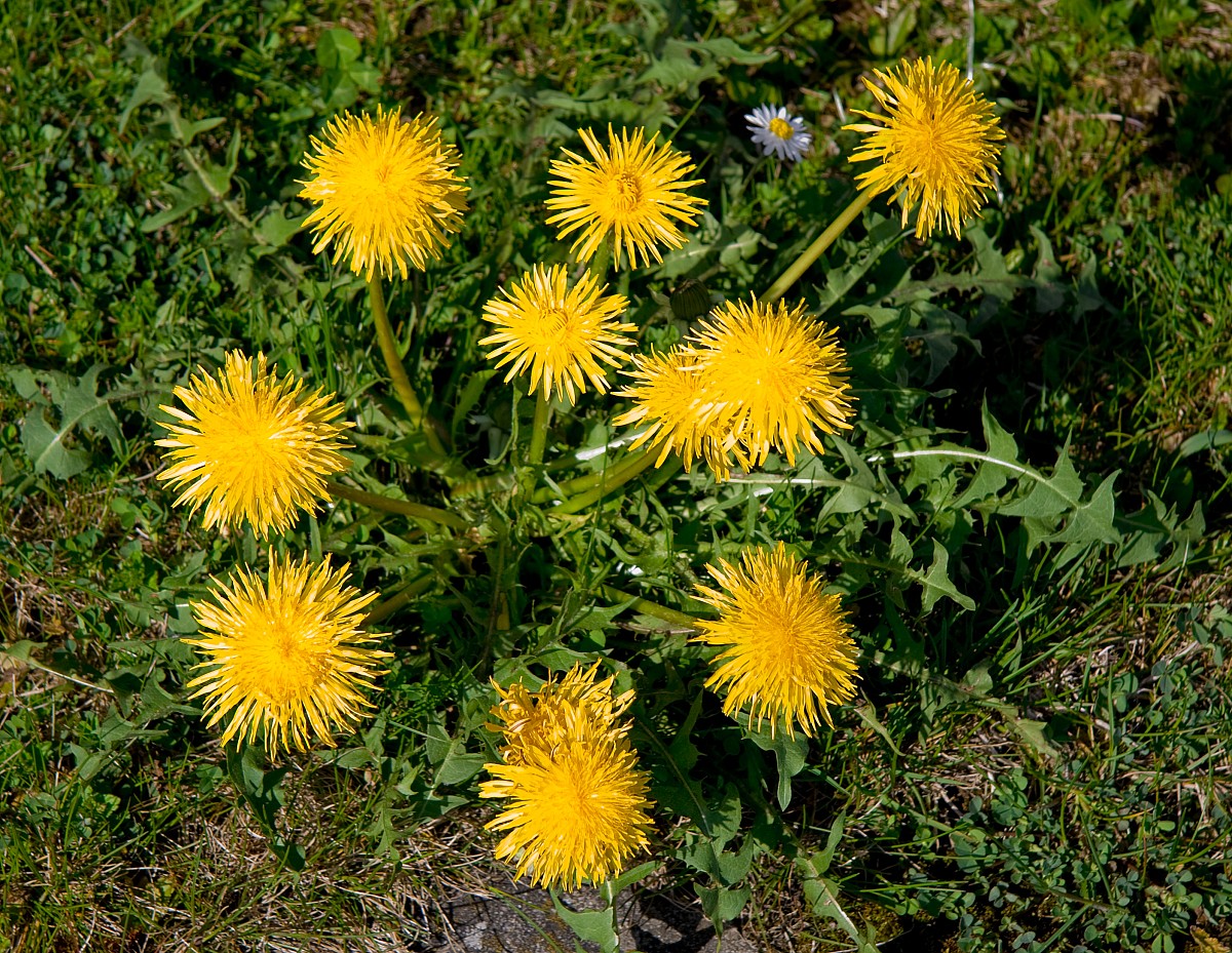 Dandelion. Photo: RAWKU5/stock.xchng Dandelion. Photo: RAWKU5/stock.xchng