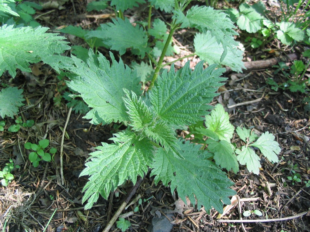 Nettle. Photo: canoncan/stock.xchng Nettle. Photo: canoncan/stock.xchng