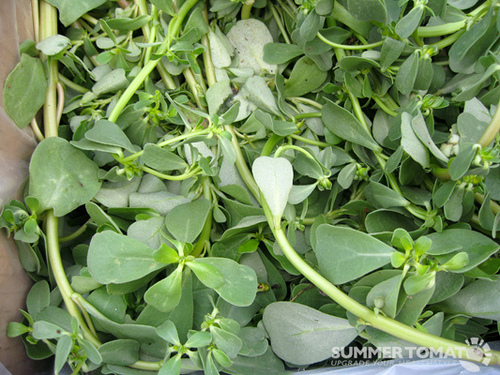 Purslane. Photo: SuperTomato/flickr Purslane. Photo: SuperTomato/flickr