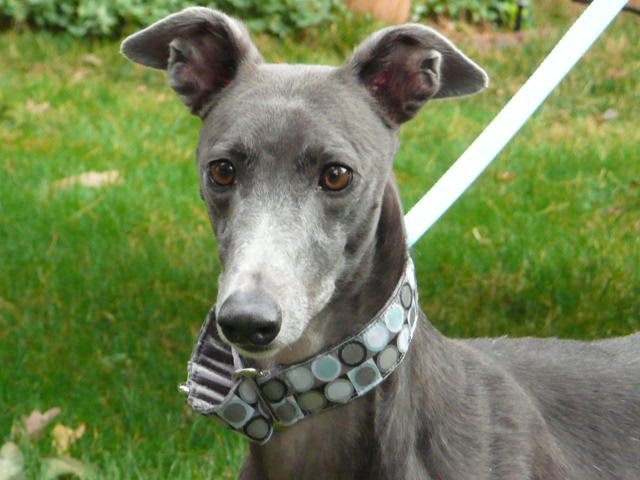 Photo via Greyhound Adoption Services. Click this photo to go to their Facebook page.