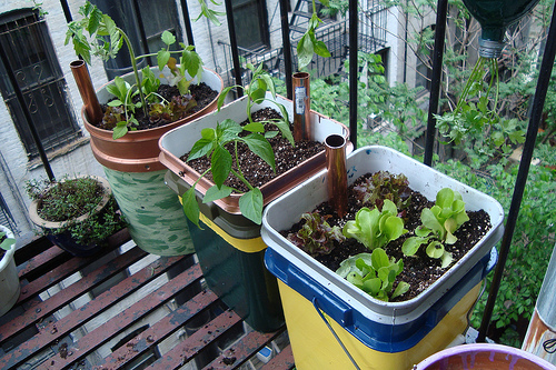 Self watering containers and photo by Mike Lieberman/UrbanOrganicGardener.com.