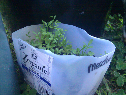 Photo of a milk jug planter by Br3nda/Flickr.