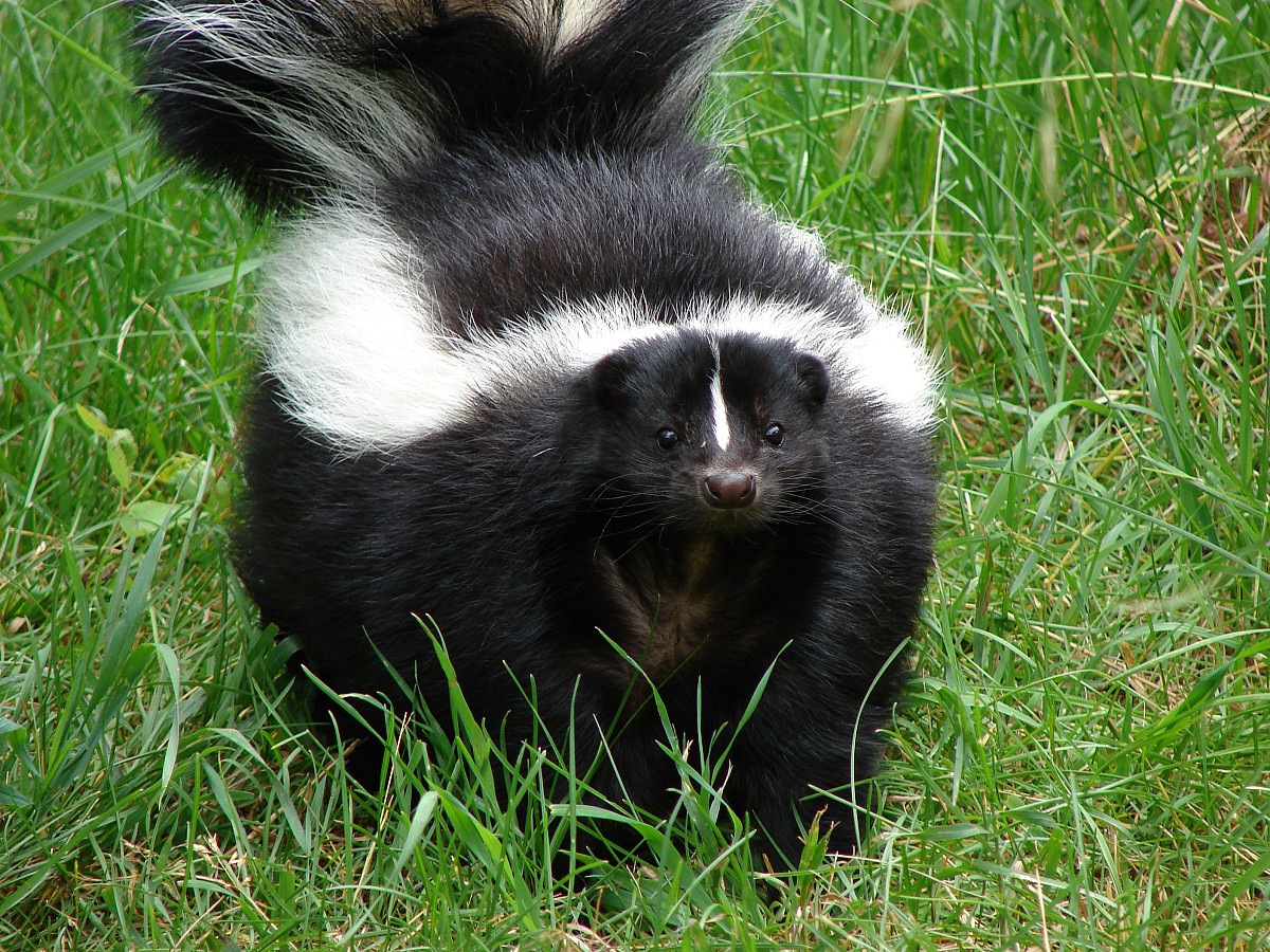 Photo of striped skunk by torli/sxc.hu. Photo of striped skunk by torli/sxc.hu.