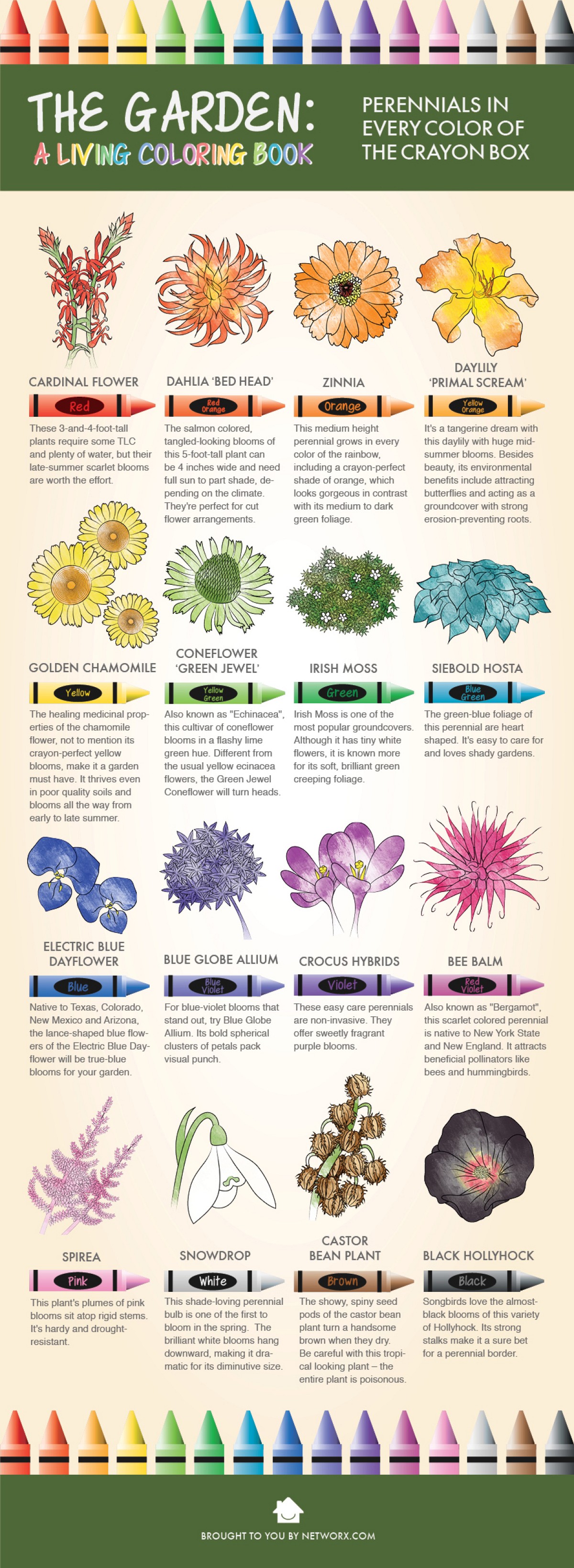 Networx - The Garden, A Living Coloring Book