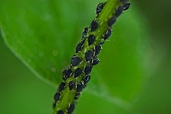 Aphids.  Photo: rgrabe/stock.xchng