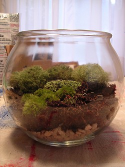 Check out the pea gravel in the bottom of this terrarium. (Photo: a2gemma/Flickr creative commons)