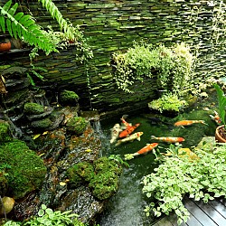 Photo of a koi pond and garden by Sutsaiy/istockphoto.com.