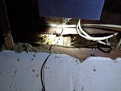 termites wall