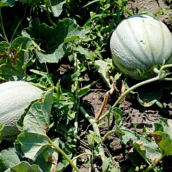 Photo of green melons in an organic garden by poseidone/istockphoto.com.