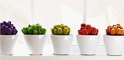 Indoor plants Desert Gems Cactus/courtesy Costa Farms