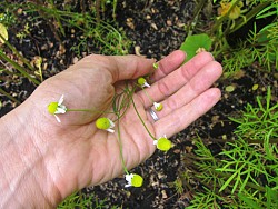 These are chamomile flowers in my garden. (Photo by the author, Sayward Rebhal.)