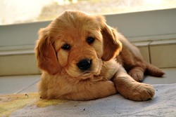 Do you want a cute dog? Provide a foster home for dogs from your local animal shelter. (Photo: Mariana Figueroa/sxc.hu)