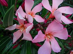 Oleander is pretty, but poisonous.  Photo: The Equinist/Flickr.