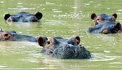 Pablo Escobar's hippos. www.ficg/sxc.hu