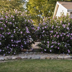 Rose of Sharon.  danjill/stock.xchng.