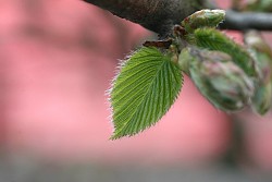 A hornbeam leaf.  Photo: ArminH/stock.xchng