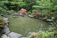 Garden pond