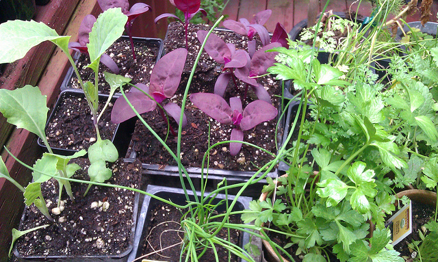 A dazzling array of self-seeders, including purple orach (center), one of my personal favorites. Photo: rebecca f/Flickr