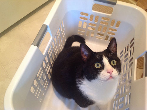 Cats should always be hand-washed lukewarm and allowed to lie flat to dry. Photo: E Photos/Flickr