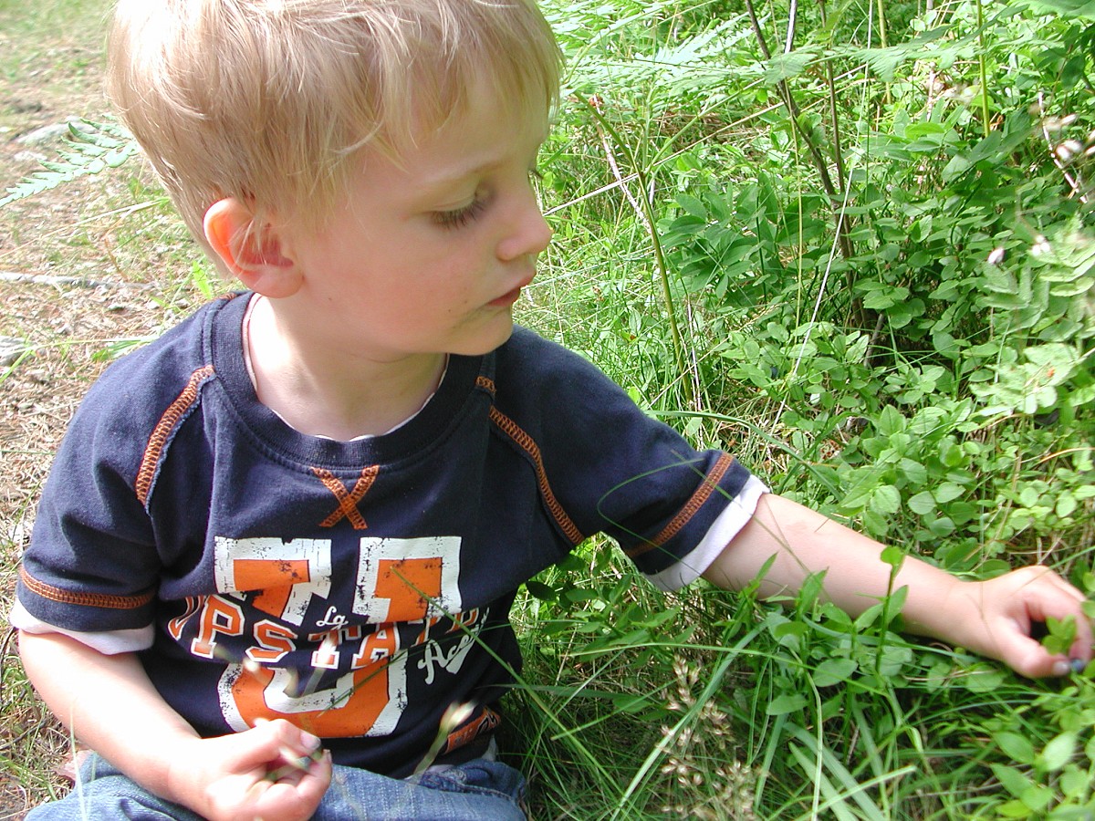 A young boy picks blueberries from a blueberry bush. (Photo: elinluna/morguefile.com)