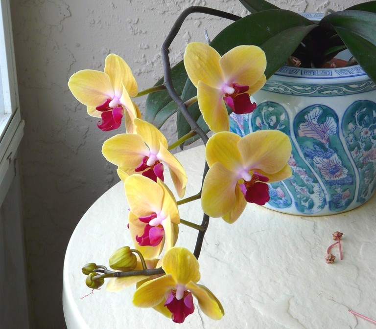 Leonora Good/flickr(crop)