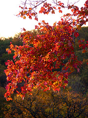 Photo: dendroica cerulea/flickr