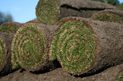 sod rolls on farm
