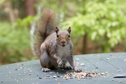 how to get rid of squirrels