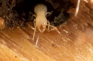 termites eating wood