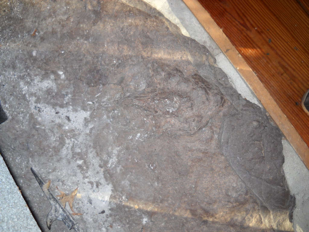 Dinosaur tracks. Photo: Cris Carl
