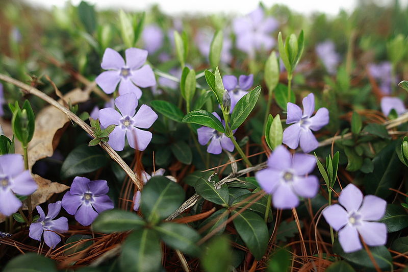 Vinca, also known as periwinkel vine. Photo by Forestwander Nature Photography/Wikimedia Commons. 