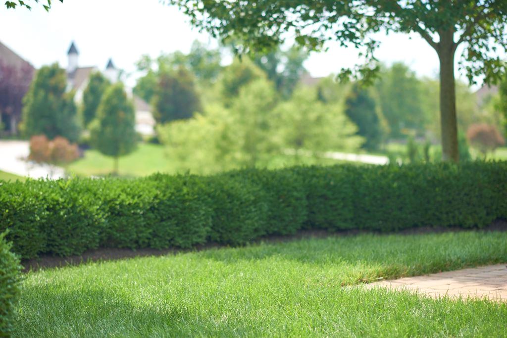 Spring lawn/courtesy of Scotts Miracle-Gro Spring lawn/courtesy of Scotts Miracle-Gro