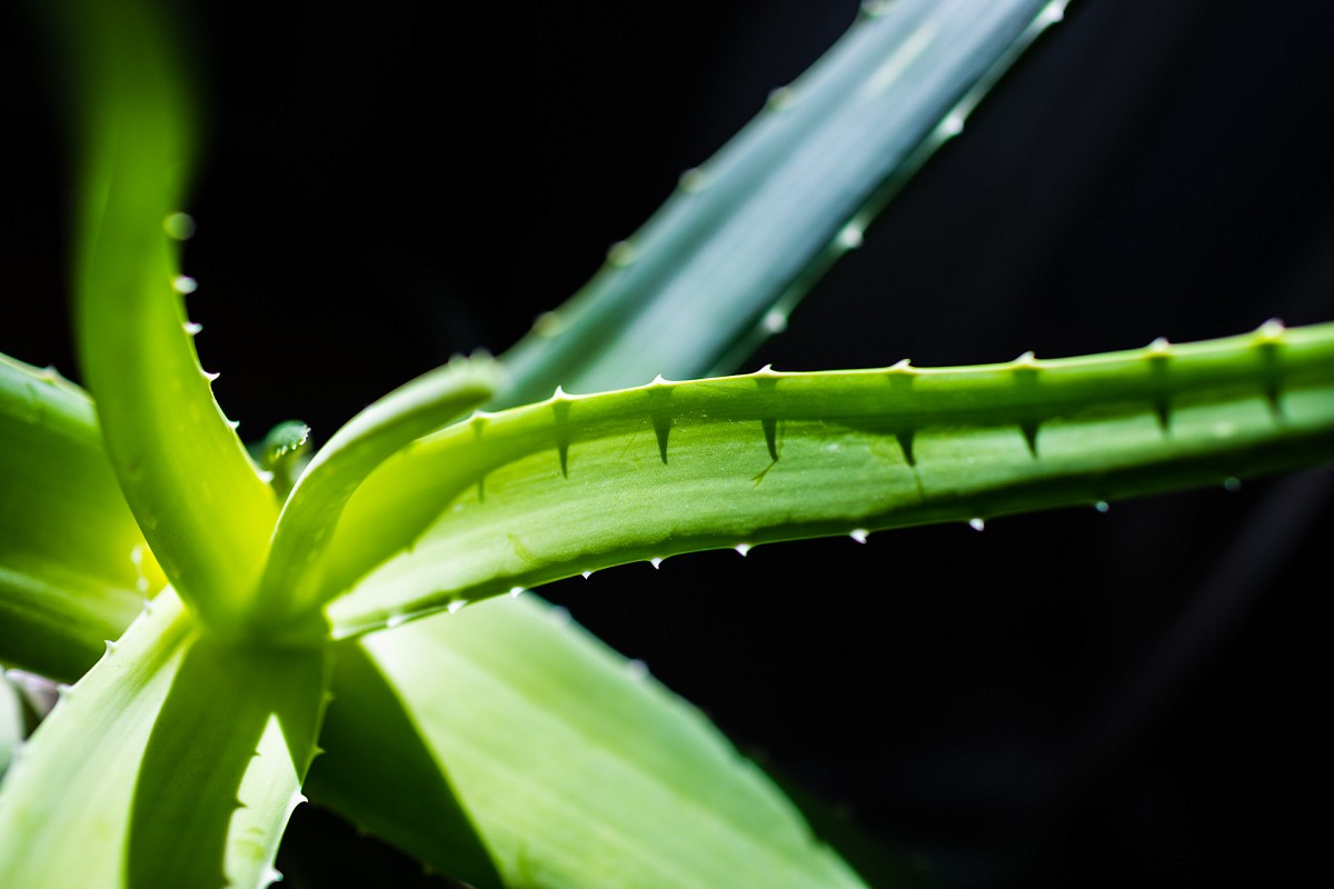 Aloe vera spurekar / flickr Aloe vera spurekar / flickr