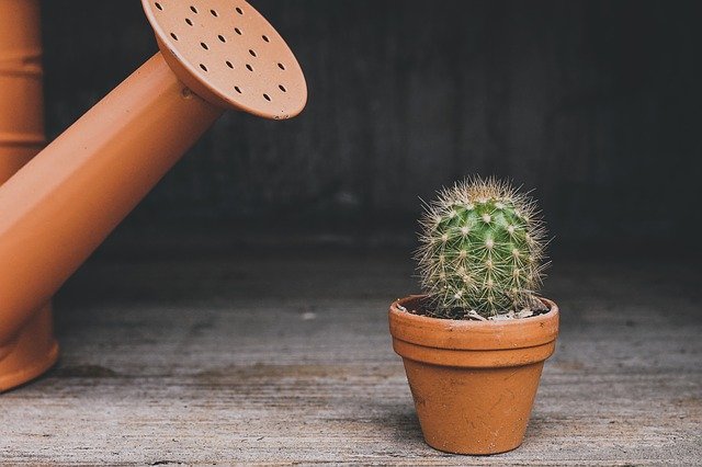 Watering cactus suju / pixabay Watering cactus suju / pixabay