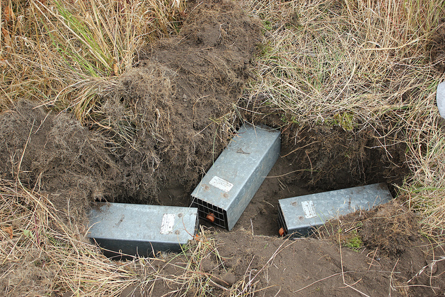 Photo of Pocket Gopher traps by USFWS Pacific/Flickr. Photo of Pocket Gopher traps by USFWS Pacific/Flickr.