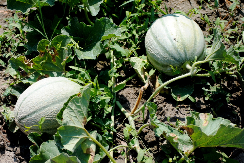 Photo of green melons in an organic garden by poseidone/istockphoto.com.