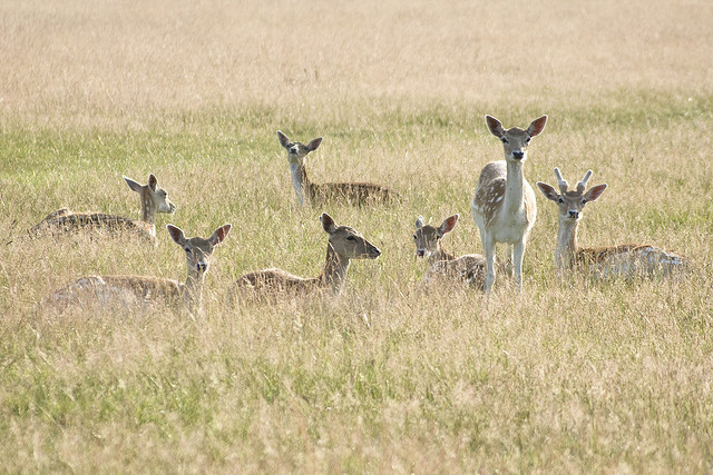 Photo: Sam Greenhalgh/Flickr Photo: Sam Greenhalgh/Flickr