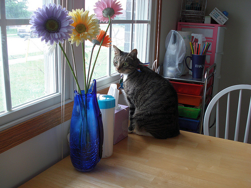sam at the kitchen window