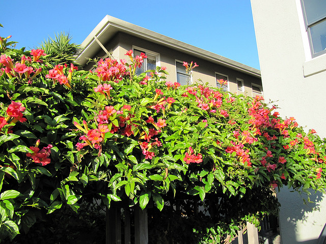 Photo of trumpet vine growing on a fence by portmanteaus/Flickr.