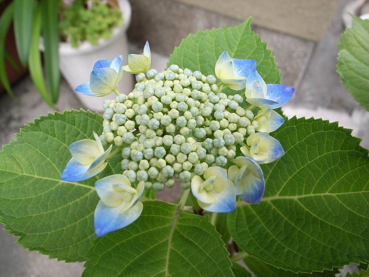 Toshiyuki IMAI/flickr Toshiyuki IMAI/flickr