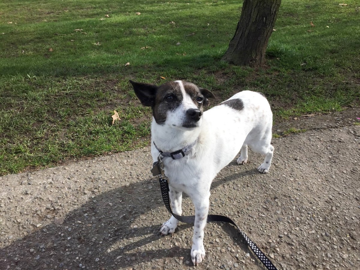 Introducing my dog
