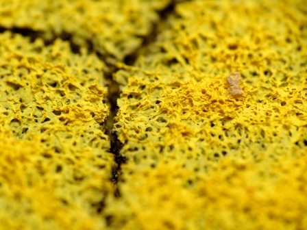 Dog vomit slime Katja Schultz / flickr Dog vomit slime Katja Schultz / flickr