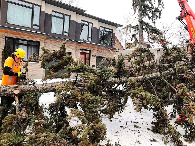 Winter tree removal Ross Dunn / Wikimedia 