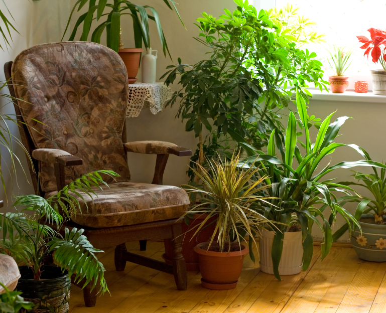 Photo of house plants and a vintage chair by lightkeeper/istockphoto.com. Photo of house plants and a vintage chair by lightkeeper/istockphoto.com.